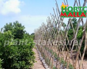 Field of crops and wooden stakes