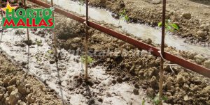 Plant Stakes