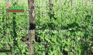 Plant stakes