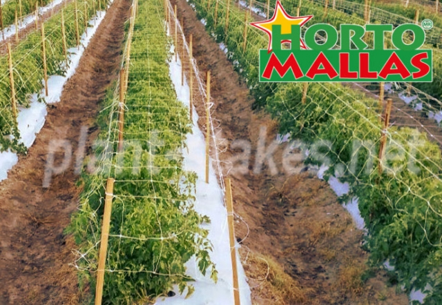 Tutoring of crops used stakes in a field.