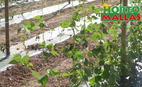 crops tutoring for good growth for them.