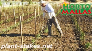 Installation of the stakes for the tutoring of the crops.