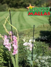 Crops of plants getting a good growth