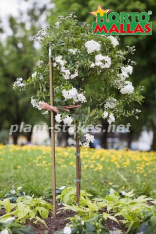 Stick helping to the plant to get a good growth.